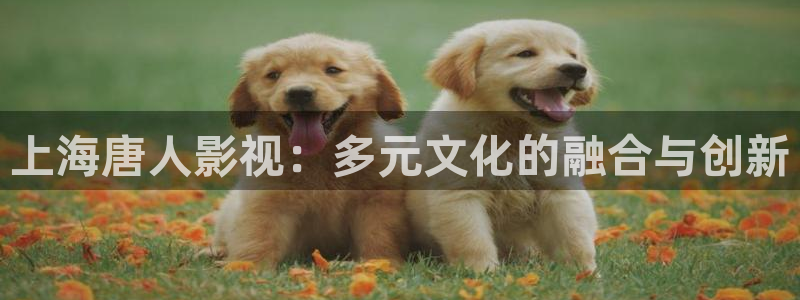 青柠影视热播剧有哪些：上海唐人影视：多元文化的融合与创新